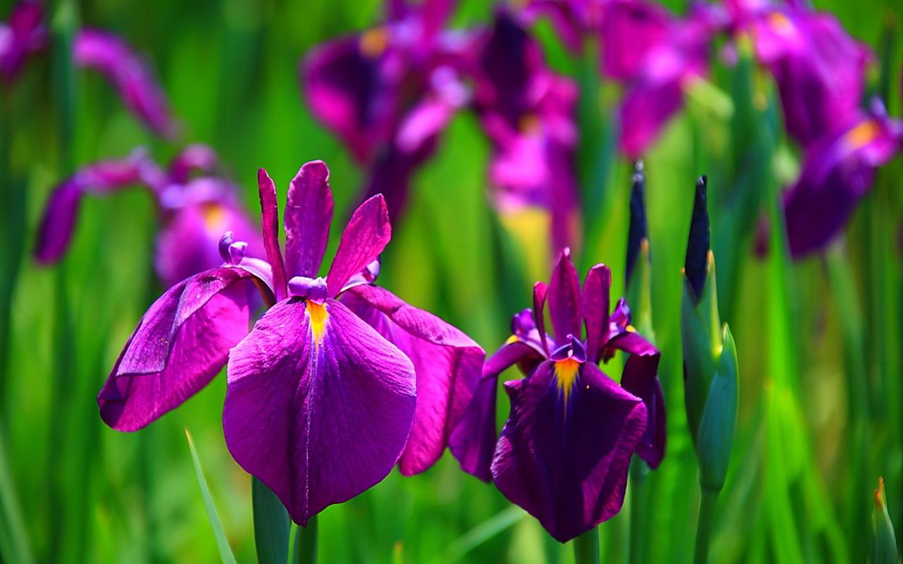 The Black Mamba: Iris Flower Wallpapers