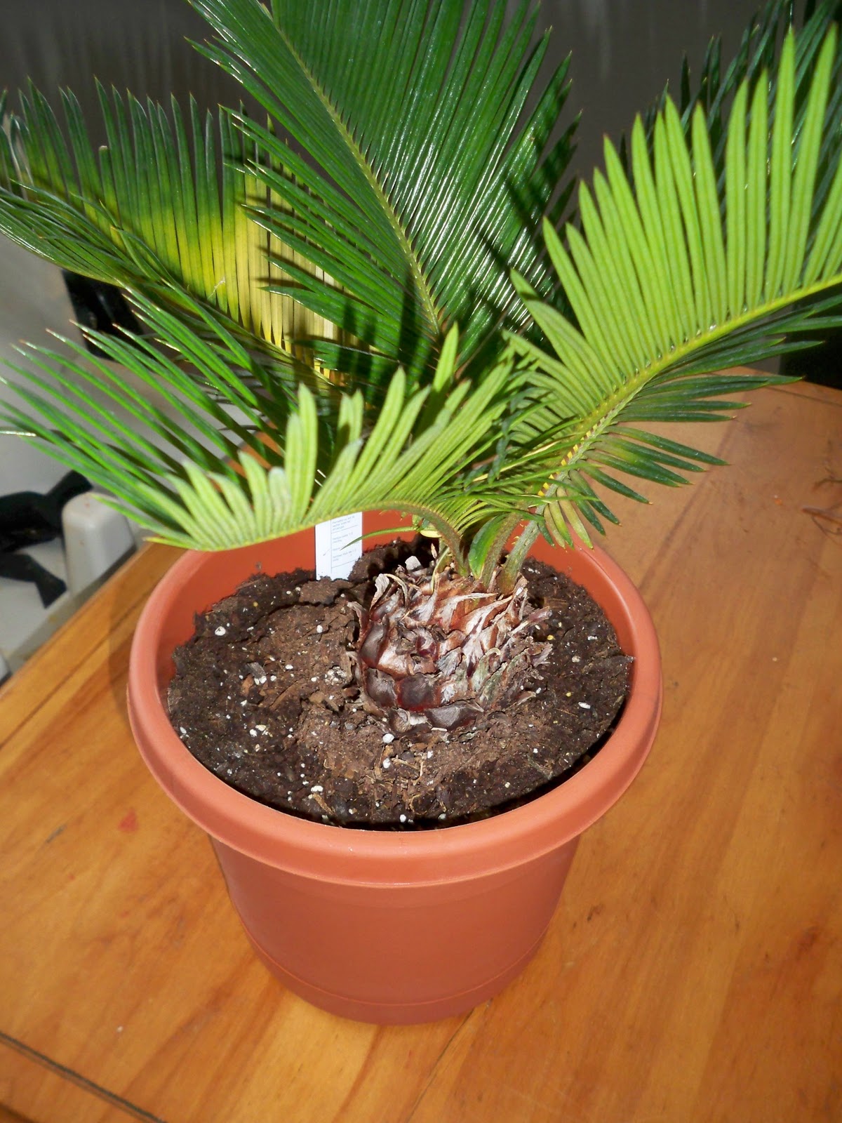 Aimsleys Home Feeling Tropical