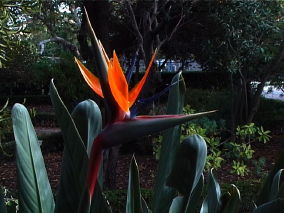 [Passos+Flor+laranja+01+.jpg]