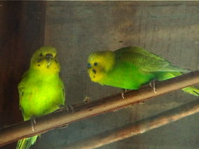 [Moita+passaros+amarelo+01.jpg]