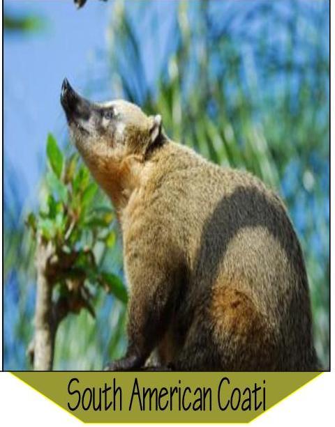 Makarewa Room 6: Rainforest Animals