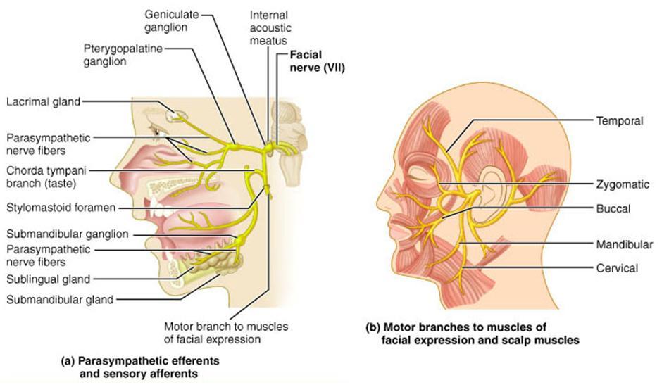 TooSogiE Medical Images: Cranial Nerves : VI - IX