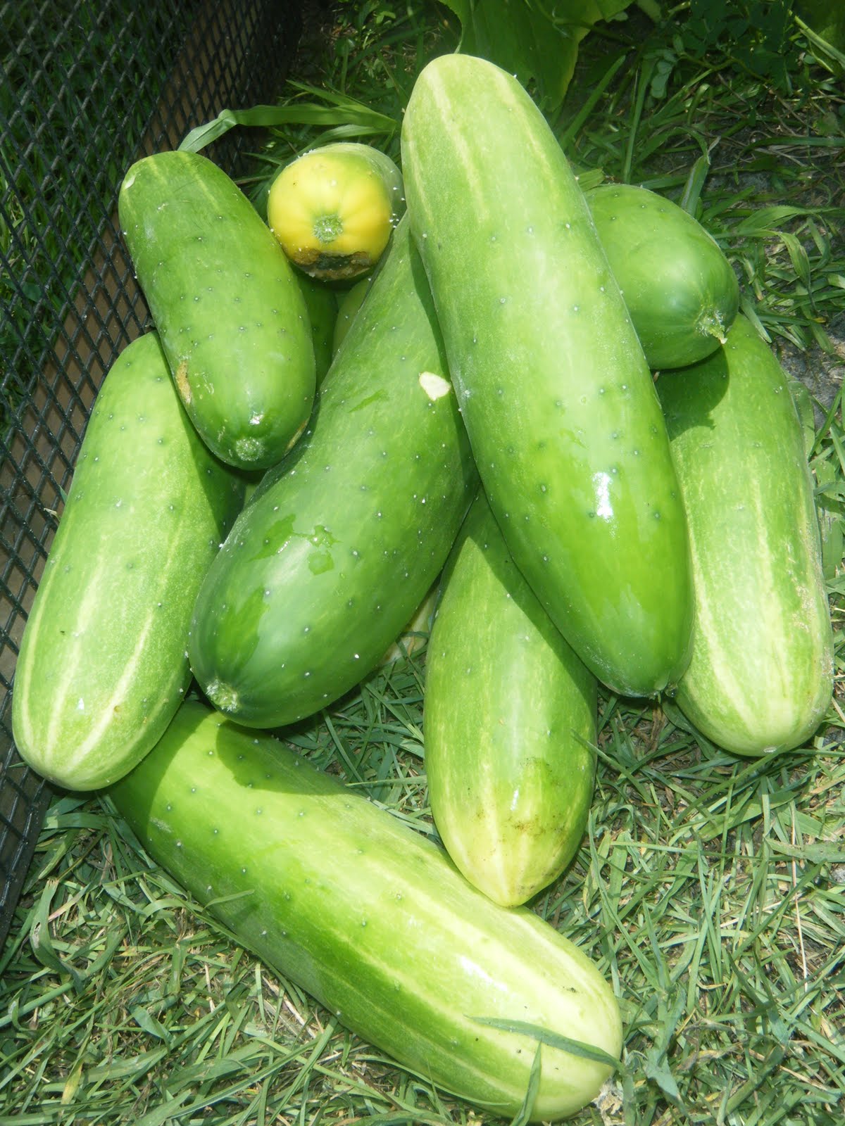 High Cotton Home Watermelon and Cucumbers and Squash... Oh My!