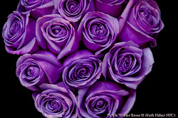 purple roses winter flowers mark pink background wallpapers fisher photographer american dark thank fluorescence