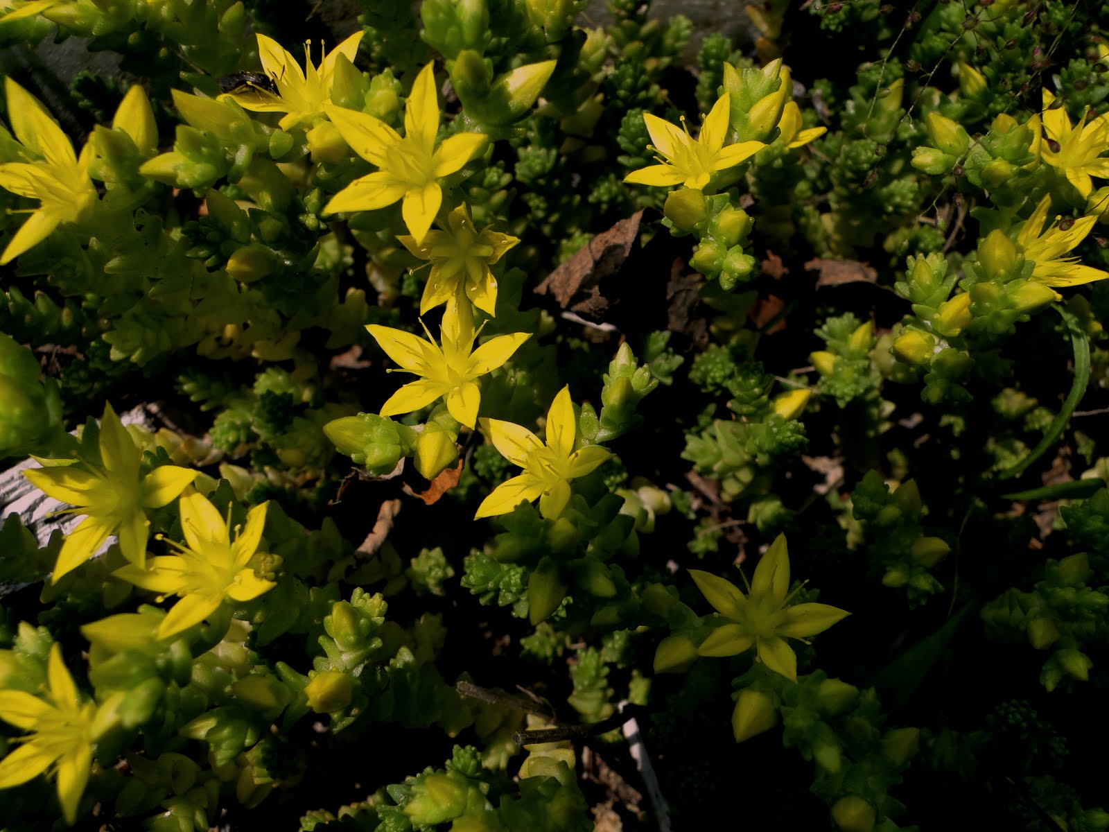 The Green's Backyard Yellow star flowers