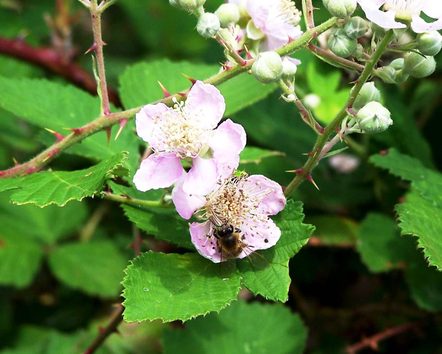 The Peace Bee Farmer Blackberries in Bloom
