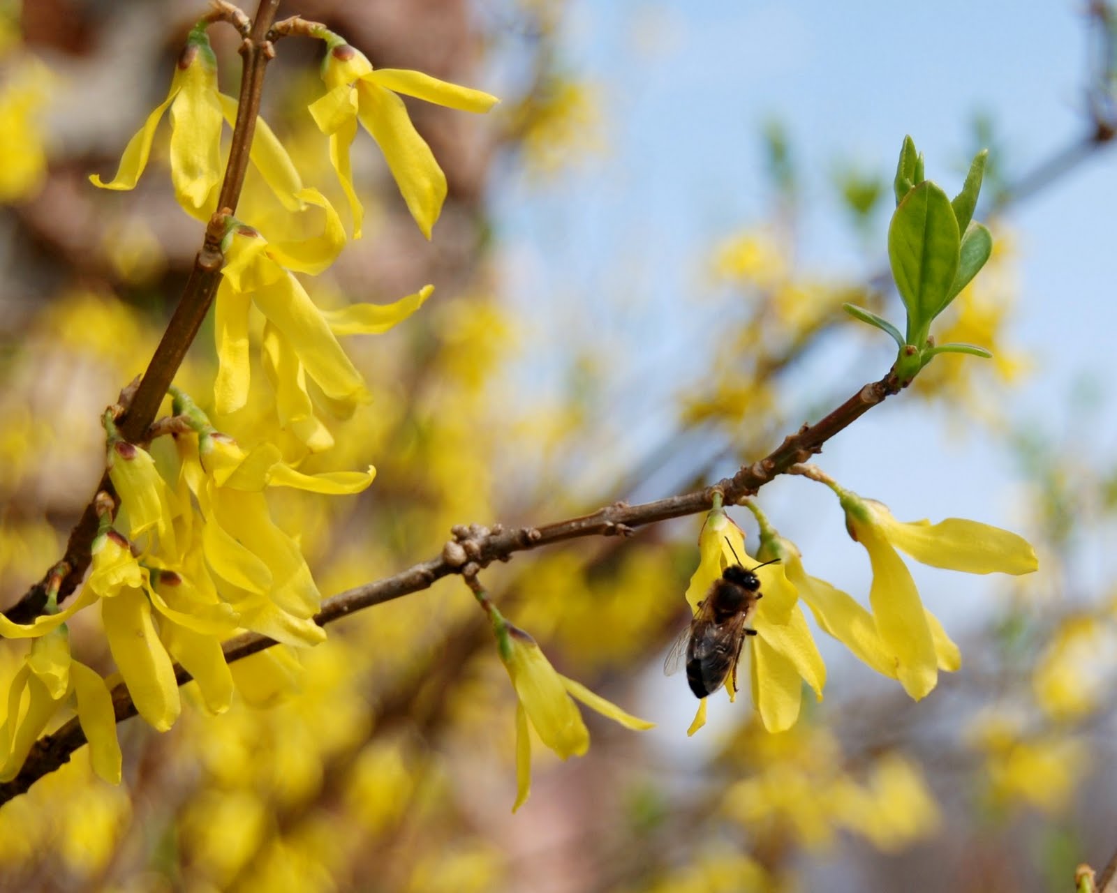 [125LR+Forsythia.jpg]