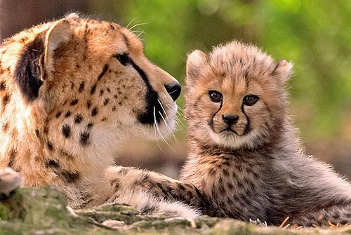Edge Of The Plank: Cute Animals: Baby Cheetah Cubs