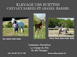 Chevaux Arabes Barbes Elevage des Ruettes La Grange du Bois 85480 Thorigny  Tél 06 60 93 27 92