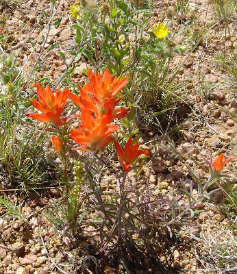 indian paintbrush flower facts indian paintbrush flower facts