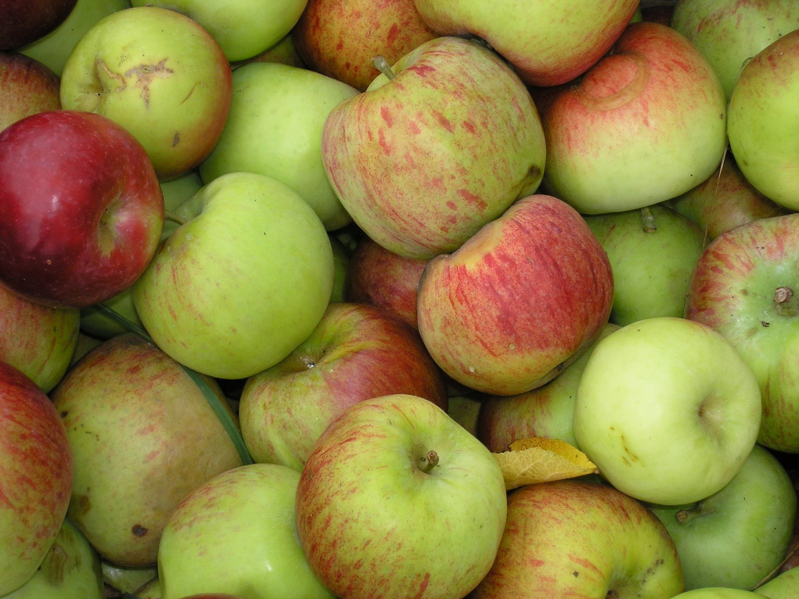 [Bushel+of+apples.JPG]