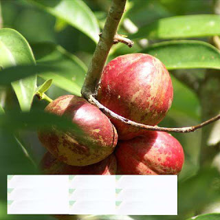 APAG Herbal Tea Fruit  Phaleria Macrocarpa 