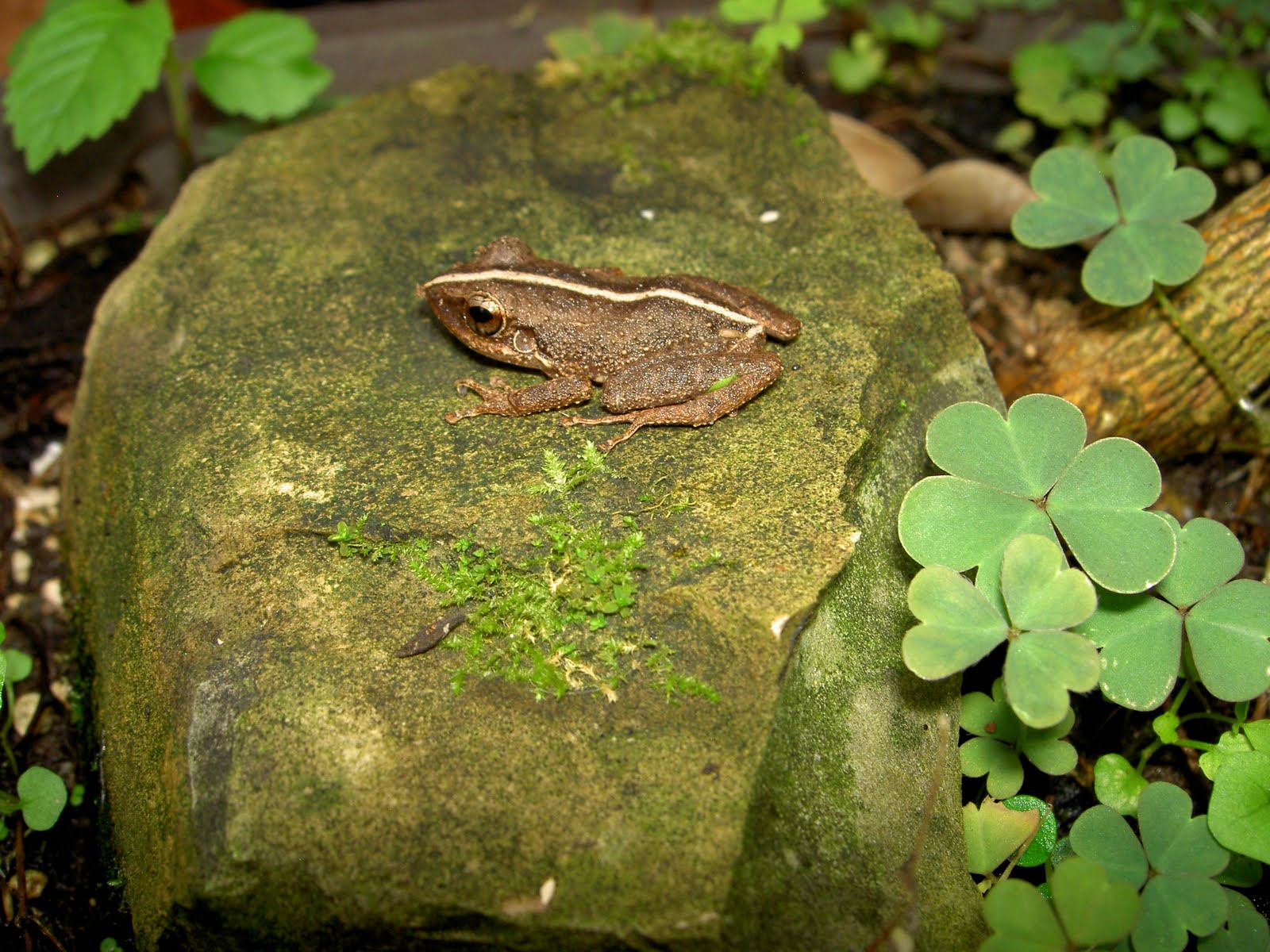 Ecology Coqui frogs