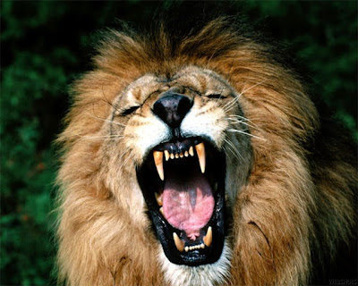 https://1.bp.blogspot.com/_fZf9-TDef7o/SXTO43CU9mI/AAAAAAAAAKQ/xF_0k8UG1Cw/s400/leao.bmp