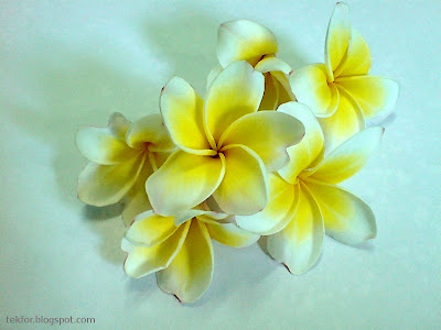 Plumeria Flowers.