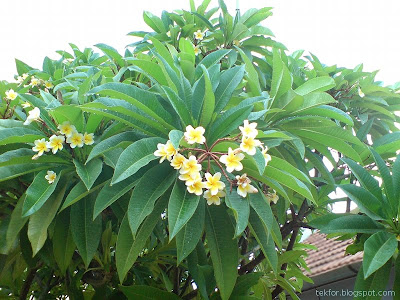 Plumeria  Tree