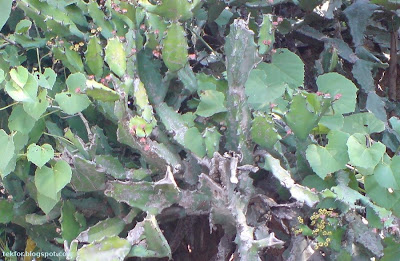 Cactus plant.