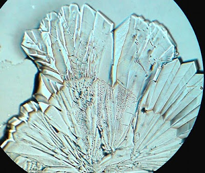 Sugar Crystals. Before complete drying. Magnification - 100 Times. Beautiful sugar crystals!