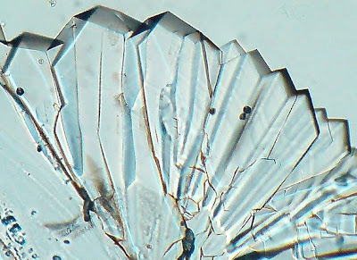 Sugar Crystals. Before complete drying. Magnification - 100 Times. Beautiful sugar crystals!