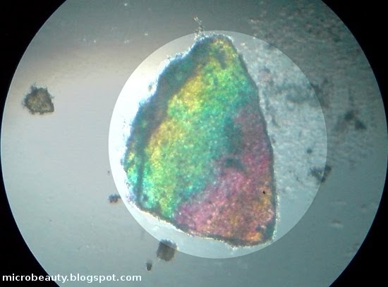 The Wonderful Microworld: River mussel Shell (Freshwater mussel Shell)