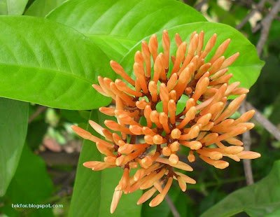 Ixora flower buds.