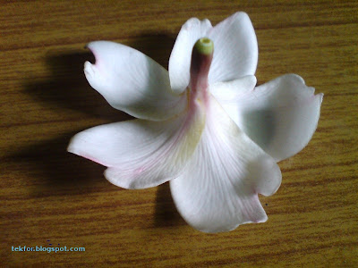 Plumeria flower