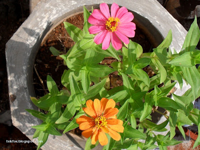 Zinnia flowers.