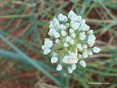 Onion flower buds.