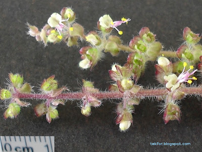 Holy basil flowers.