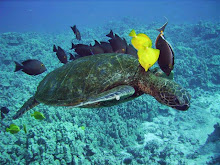 Apo Island Marine Sanctuary