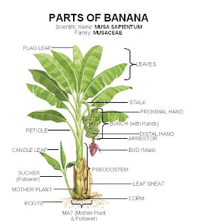 Negosyo at iba pa plant diagram to label 