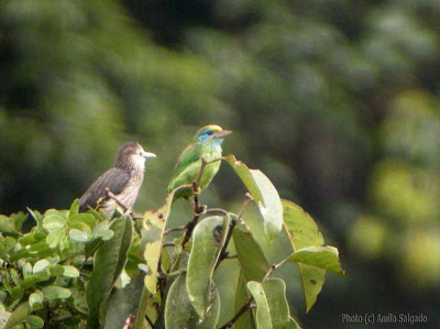 White-faced Starling & Yellow-fronted Barbet in Sinharaja