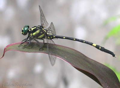 Sri Lanka Forktail -male, Bomiriya, Kaduwela