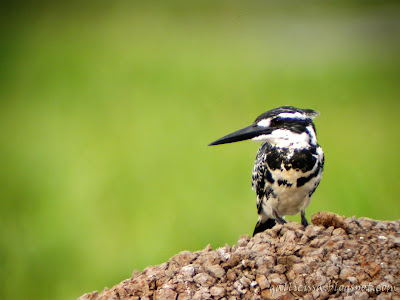 Pied Kingfisher at my local patch