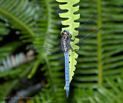 A Marsh Skimmer male at Sinharaja 'World Heritage' rain forest - 8 July, 2008