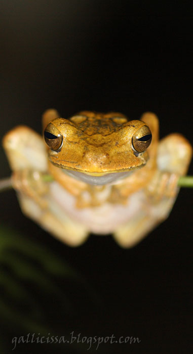 Common Hourglass Frog