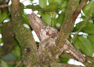 Sri Lanka Frogmouth - a brooding male