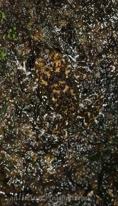 Nanophrys ceylonensis