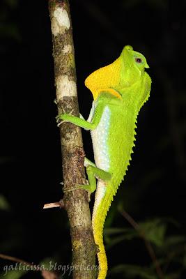 Hump-nosed Lizard