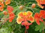 Jamaican Orange & Yellow Orchid