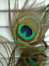 Beautiful Peacock Feather