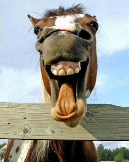 funny-animals1-708143.jpg