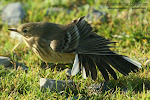 Buff-bellied Pipit (click photo)