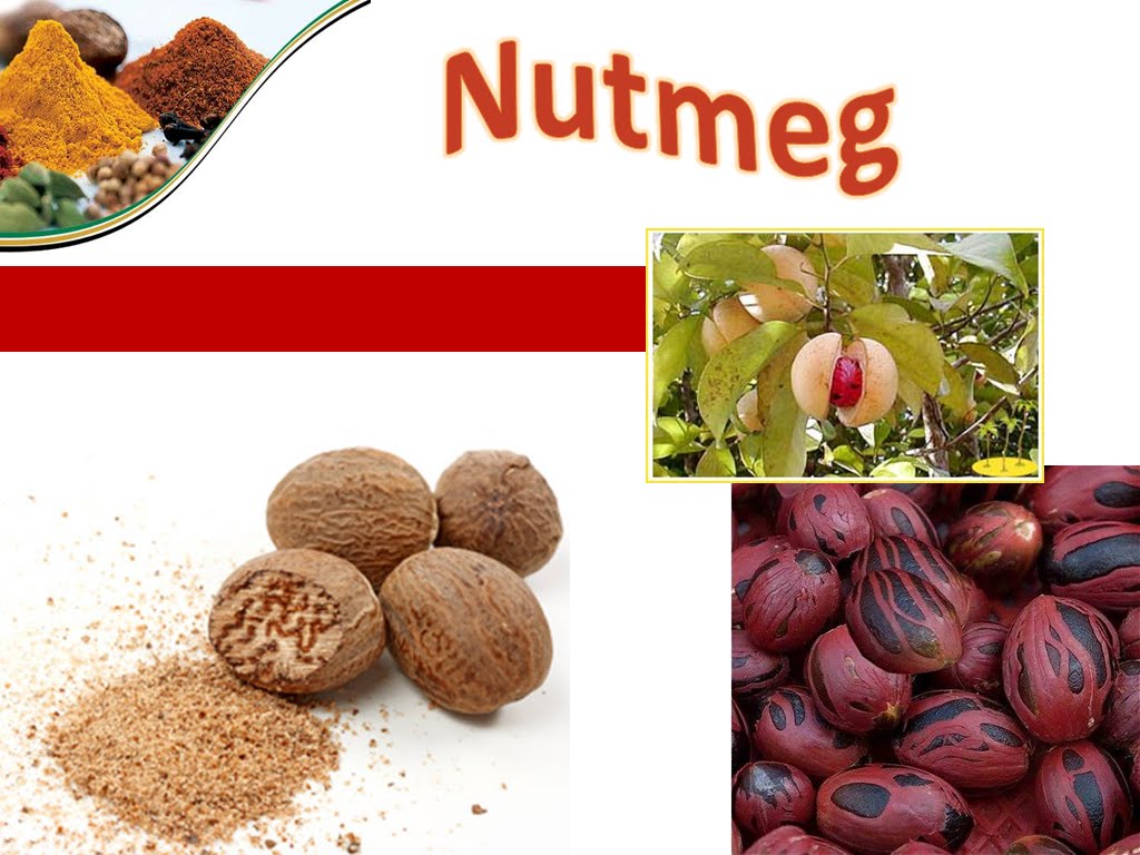 Spicy Life of Spices Nutmeg