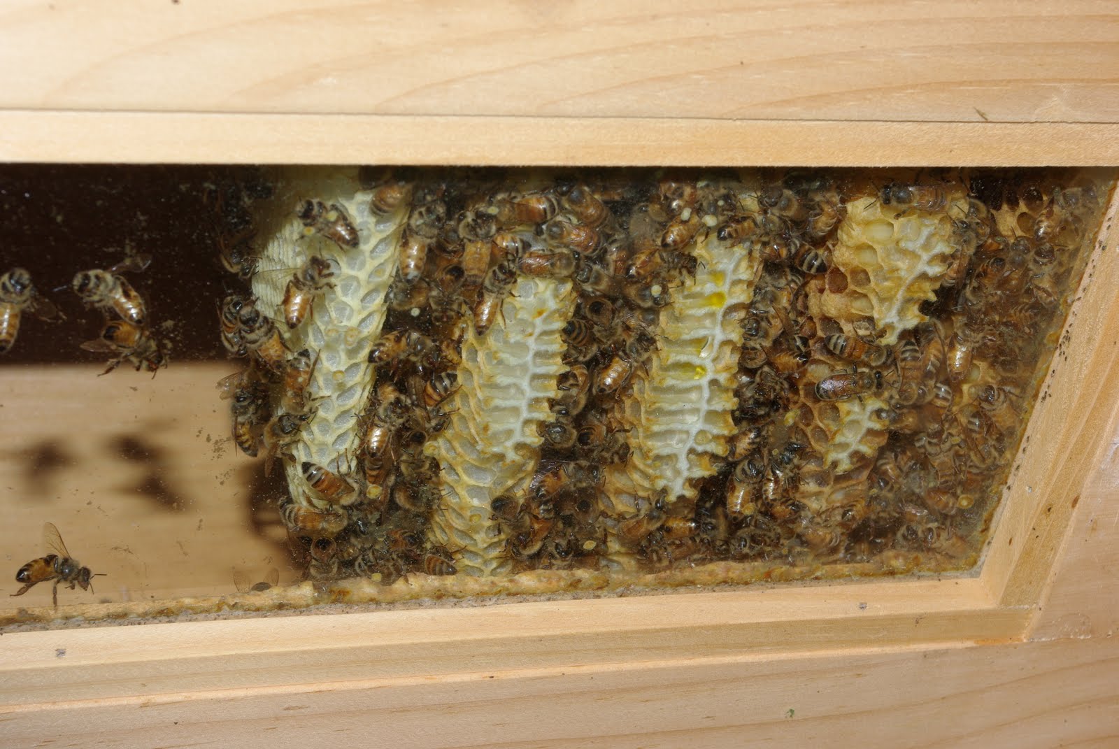 Possible Russian Honeybees 68