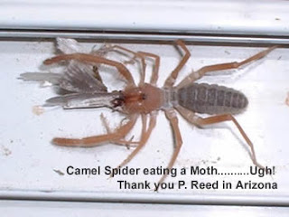 Iraq camel spider pictures image