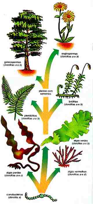 Taxonomía : Reino Plantae