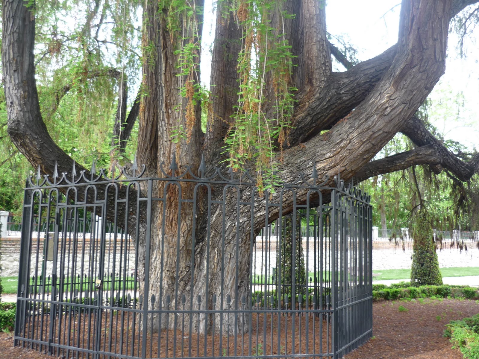 Unas pocas palabras: El Ahuehuete