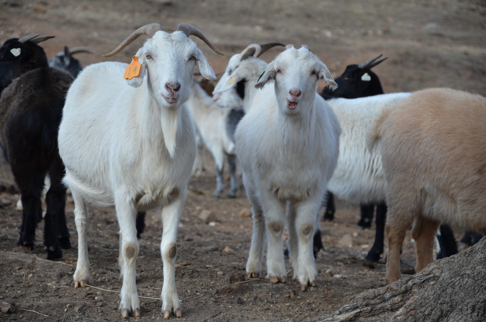 HORSESHOE CANYON RANCH MEAT GOATS 2011 Winter Weather at Horseshoe