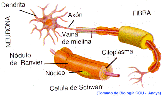 Los “ladrillos” del cerebro : Blog de Emilio Silvera V.